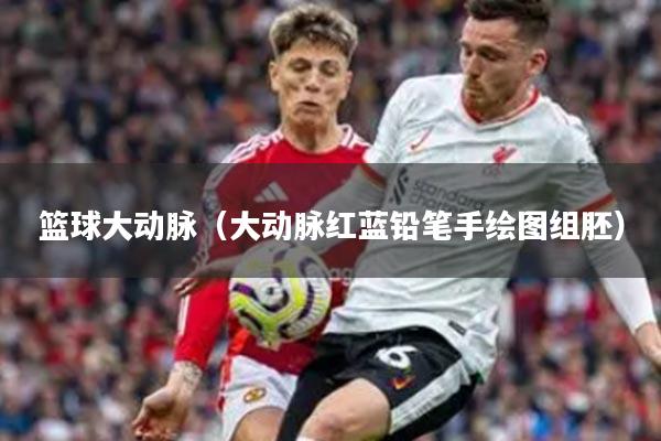 篮球大动脉（大动脉红蓝铅笔手绘图组胚）